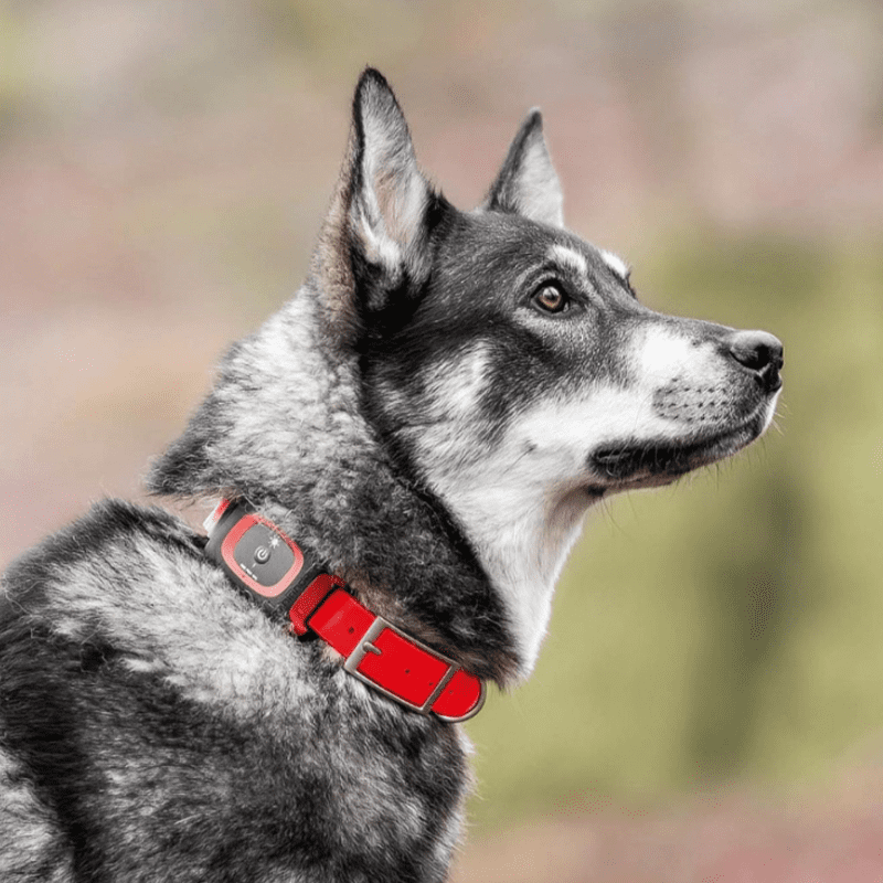 MiniFinder Dog Collar