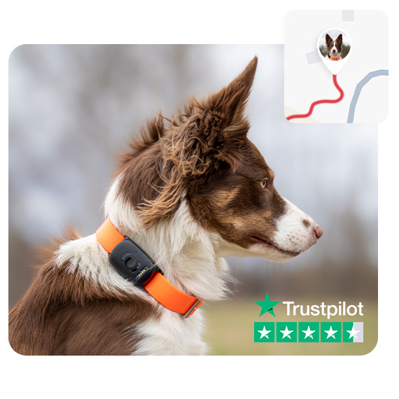 Dog tracker nano app best sale