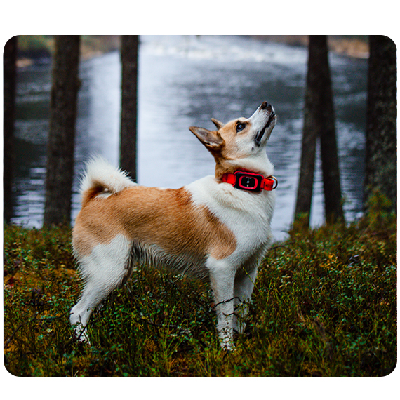 GPS-Hundetracker für die Jagd